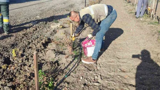 Keçiören'de üzüm bağlarında kış hazırlığı