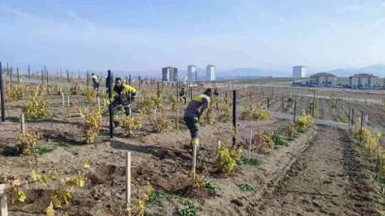 Keçiören'de üzüm bağlarında kış hazırlığı