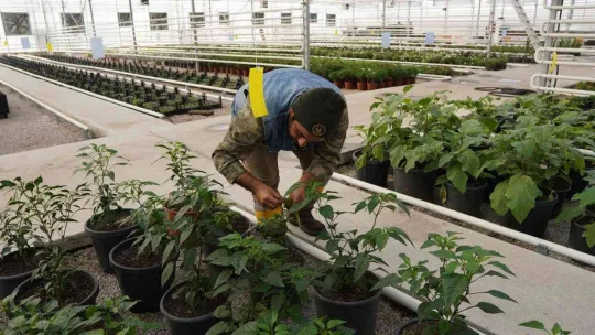 Keçiören'deki akıllı serada onlarca tür bitki yetiştiriliyor