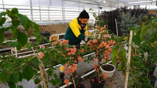 Keçiören'deki akıllı serada onlarca tür bitki yetiştiriliyor