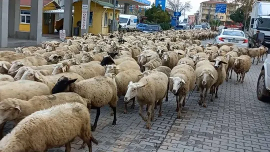 Kent merkezinden geçen koyun sürüsü ilginç görüntü oluşturdu