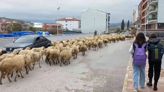 Kent merkezinden geçen koyun sürüsü ilginç görüntü oluşturdu