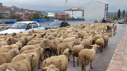 Kent merkezinden geçen koyun sürüsü ilginç görüntü oluşturdu