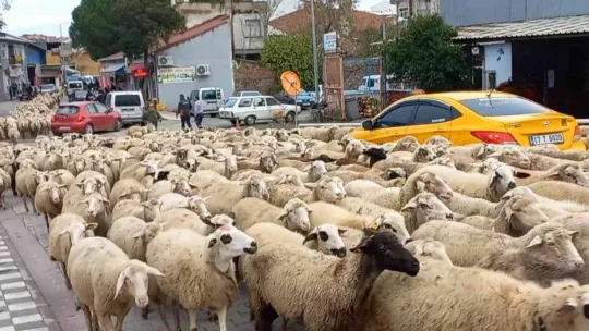 Kent merkezinden geçen koyun sürüsü ilginç görüntü oluşturdu
