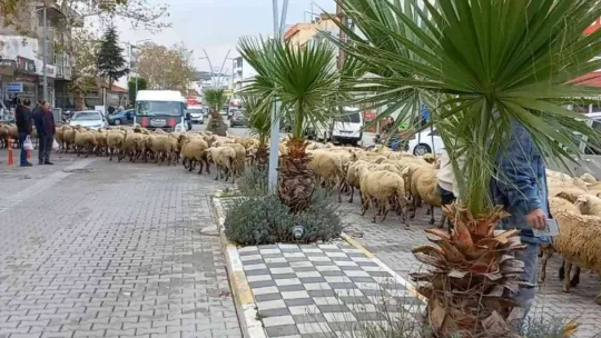 Kent merkezinden geçen koyun sürüsü ilginç görüntü oluşturdu