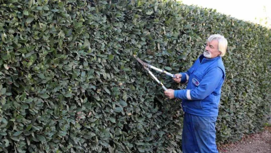 Kesilmiş ağacı tekrar kesince başına gelmeyen kalmadı