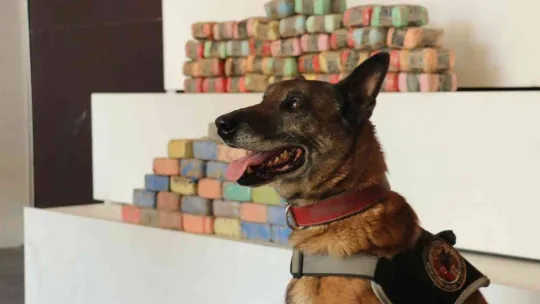 Kilolarca uyuşturucu, binlerce şüpheli: Kocaeli'nin uyuşturucu raporu