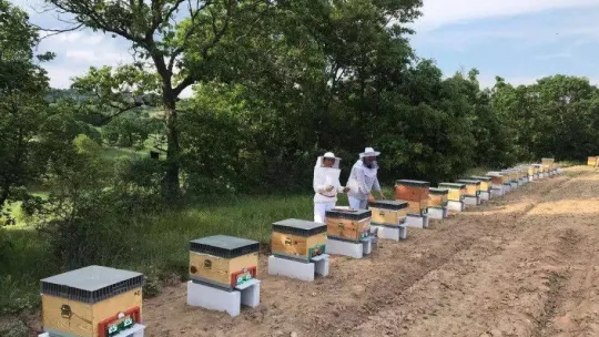 Kırklareli'de kadınlar için arıcılık kursu başlıyor