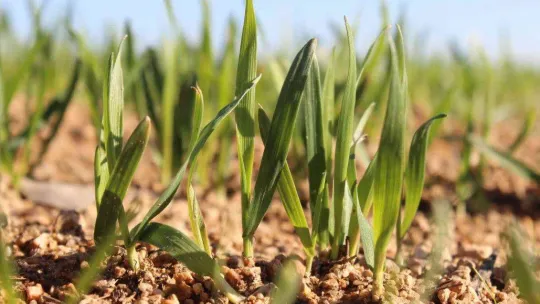 Kırklareli'de son yağışlarla buğday tarlaları yeşillendi
