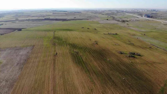 Kırklareli'de son yağışlarla buğday tarlaları yeşillendi
