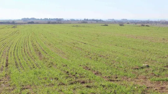Kırklareli'de son yağışlarla buğday tarlaları yeşillendi