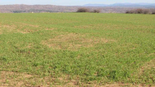 Kırklareli'de son yağışlarla buğday tarlaları yeşillendi