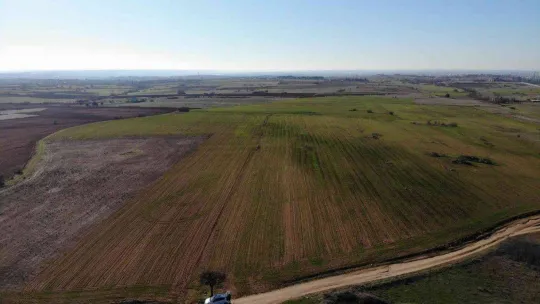 Kırklareli'de son yağışlarla buğday tarlaları yeşillendi