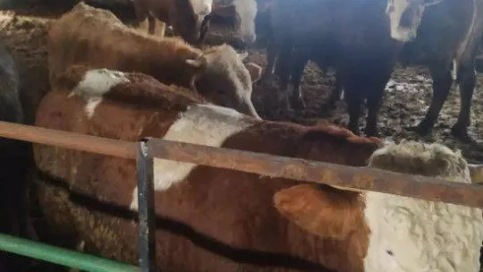 Kırklareli'nde küpesiz hayvan besleyen besici 46 bin 783 lira ceza