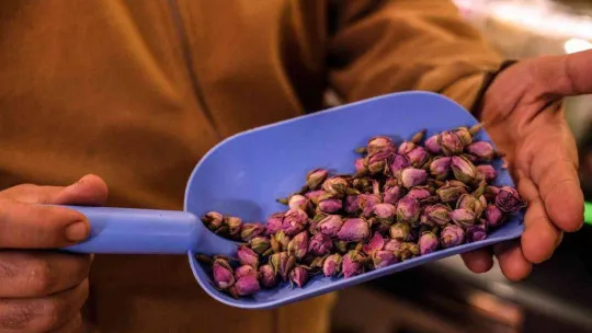 Kış çayına talep arttı, kilosu 300 lira