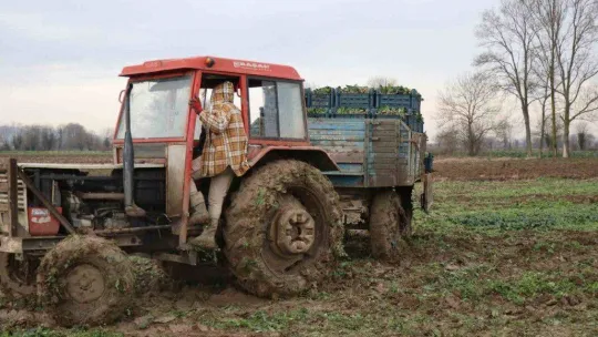 Kışın ortasında tarım işçilerinin zorlu mesaisi