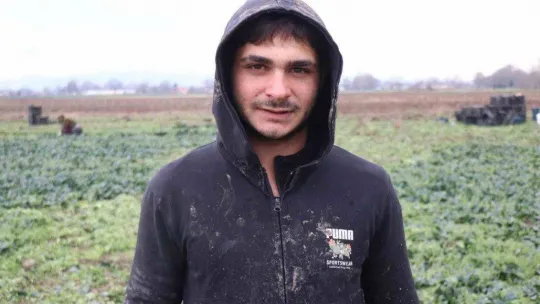 Kışın ortasında tarım işçilerinin zorlu mesaisi