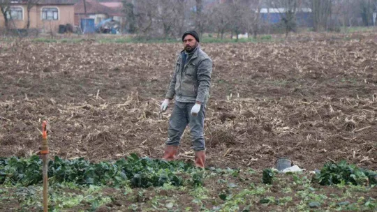 Kışın ortasında tarım işçilerinin zorlu mesaisi