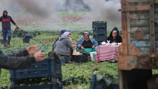 Kışın ortasında tarım işçilerinin zorlu mesaisi