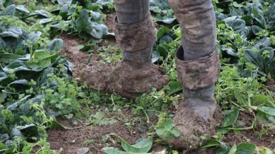 Kışın ortasında tarım işçilerinin zorlu mesaisi