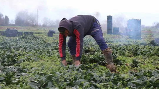 Kışın ortasında tarım işçilerinin zorlu mesaisi