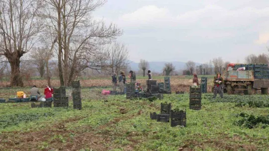 Kışın ortasında tarım işçilerinin zorlu mesaisi