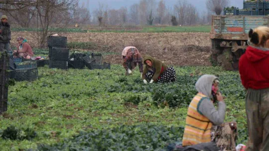 Kışın ortasında tarım işçilerinin zorlu mesaisi