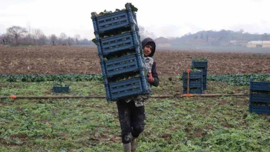 Kışın ortasında tarım işçilerinin zorlu mesaisi