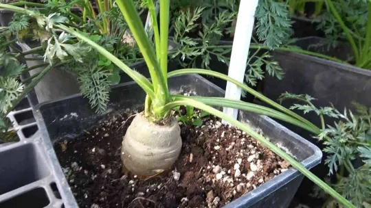 Kışlık sebze tohumunda dışa bağımlık ortadan kalkacak