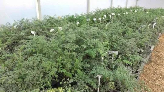 Kışlık sebze tohumunda dışa bağımlık ortadan kalkacak