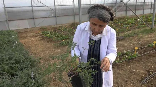 Kışlık sebze tohumunda dışa bağımlık ortadan kalkacak