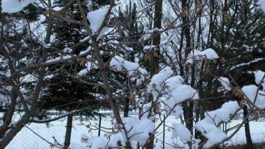 Kızılcahamam ve Çubuk'ta kar yağışı etkili oldu