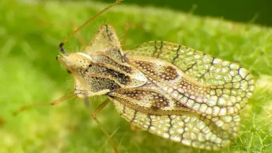 Kocaeli Büyükşehir Belediyesi: 'Meşe dantel böceği zararsızdır'