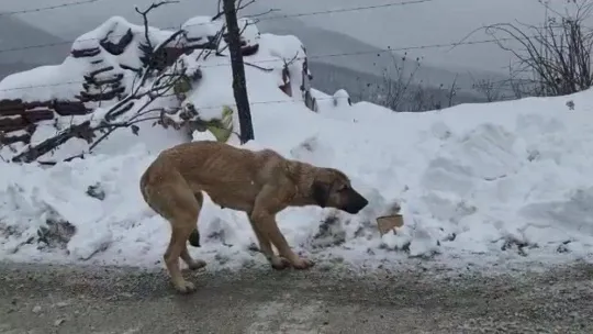 Kocaeli'nin yüksek kesimleri beyaza büründü