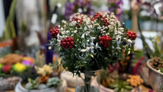 Kokina çiçekleri yılbaşına hazır