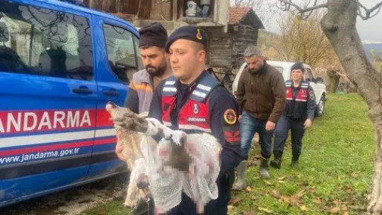 Köpeğin saldırısına uğrayan karaca tedavi altına alındı