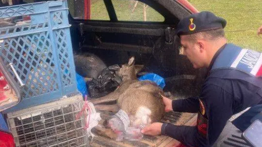 Köpeğin saldırısına uğrayan karaca tedavi altına alındı