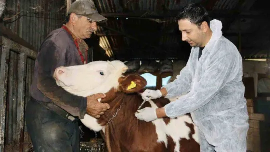 Körfez'de hayvan üreticilerine müjde: Aşı ve küpeleme 2023'te de sürecek