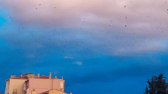 Korku filmi gibi: Gökyüzünde karga istilası