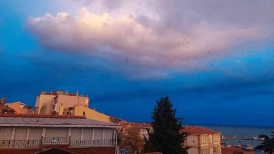 Korku filmi gibi: Gökyüzünde karga istilası