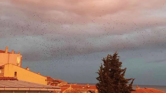Korku filmi gibi: Gökyüzünde karga istilası