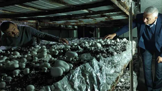 Köye üretim üssü kurdu, şehrin mantar ihtiyacını karşılıyor