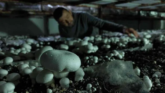 Köye üretim üssü kurdu, şehrin mantar ihtiyacını karşılıyor