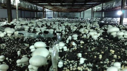 Köye üretim üssü kurdu, şehrin mantar ihtiyacını karşılıyor