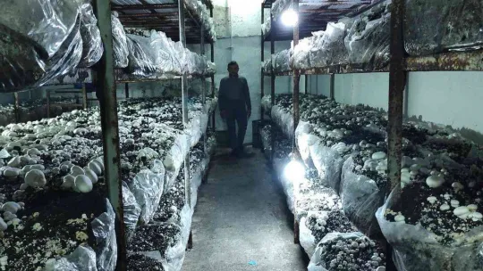 Köye üretim üssü kurdu, şehrin mantar ihtiyacını karşılıyor