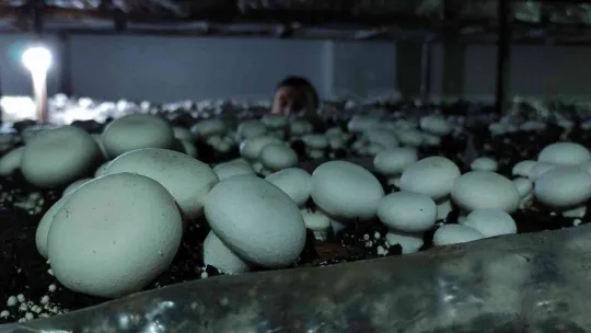 Köye üretim üssü kurdu, şehrin mantar ihtiyacını karşılıyor