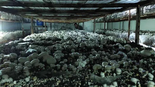 Köye üretim üssü kurdu, şehrin mantar ihtiyacını karşılıyor