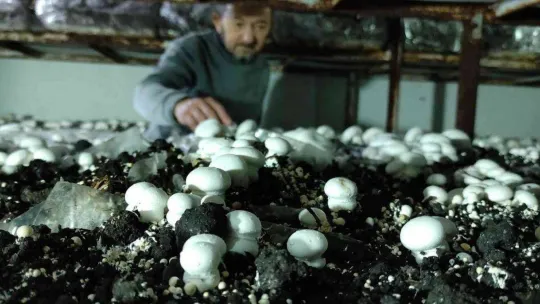 Köye üretim üssü kurdu, şehrin mantar ihtiyacını karşılıyor