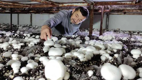 Köye üretim üssü kurdu, şehrin mantar ihtiyacını karşılıyor