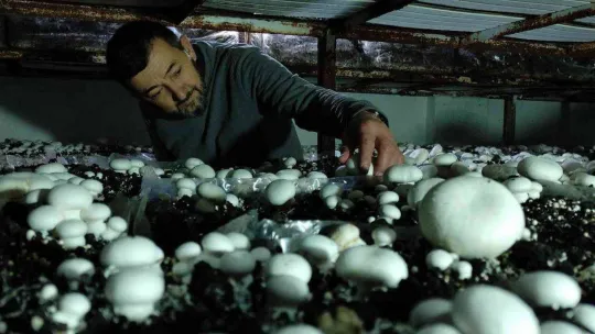 Köye üretim üssü kurdu, şehrin mantar ihtiyacını karşılıyor